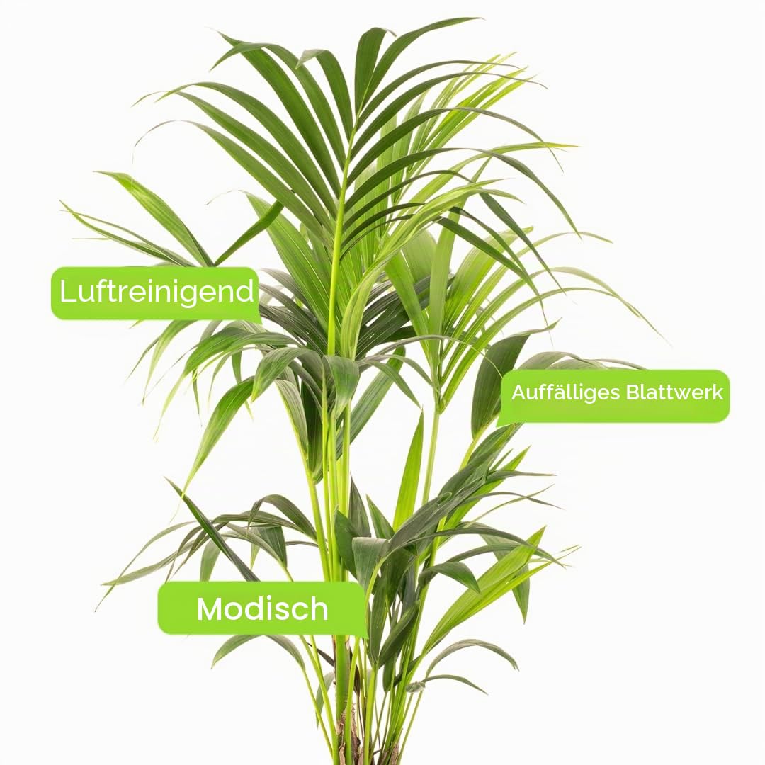 Kentia-Palme - Howea forsteriana | Luftreiniger für Innenräume | Große Topfpflanze
