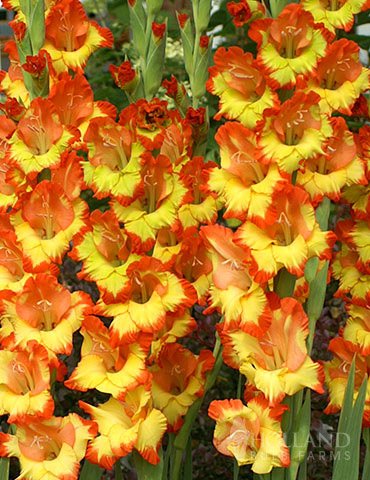 Princess Margaret Rose Gladiolus Flower Bulbs - 10 Bulbs per Pack - Good as Cut Flowers - Grows Well in Containers - Perennializing - Easy to Grow Live Plants - Outdoor Garden