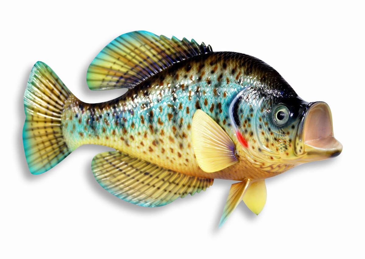 Réplica de la placa de la pared del juego de peces pintada a mano en forma de crappie, tamaño XL, 15 pulgadas, con puntos rojos
