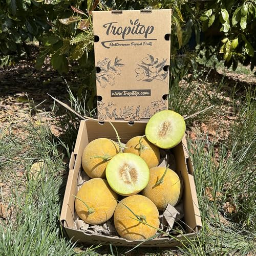 Caja de Melones Galia | 2–3 Unidades de 1,5kg por pieza. Directo del Agricultor, Cultivado en España, y de Sabor Dulce y Refrescante (2 Unidades)