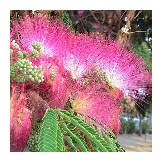 20 Semillas de Acacia de Constantinopla (Albizia Julibrissin) - Árbol Ornamental de Flores Rosadas