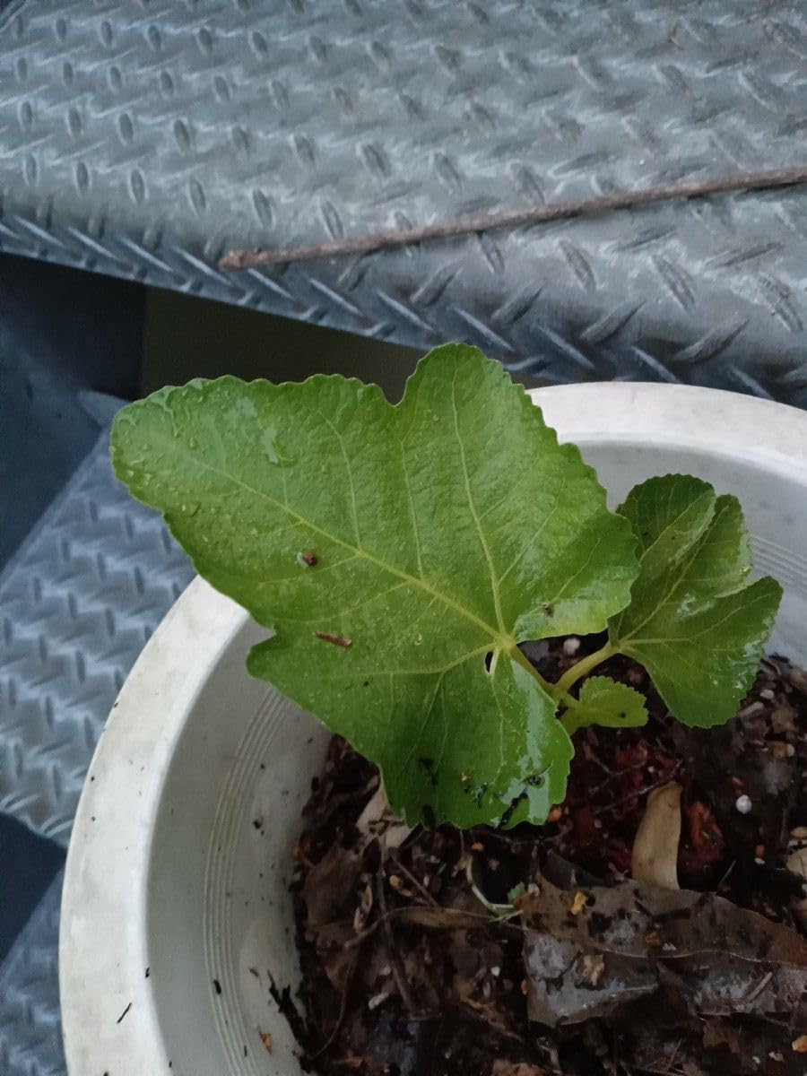 カリバナス　フーケリー　塊根植物　ドライガーデン　地植え　苗　耐寒 カリバナス フーケリー 塊根植物 ドライガーデン 地植え 苗 耐寒