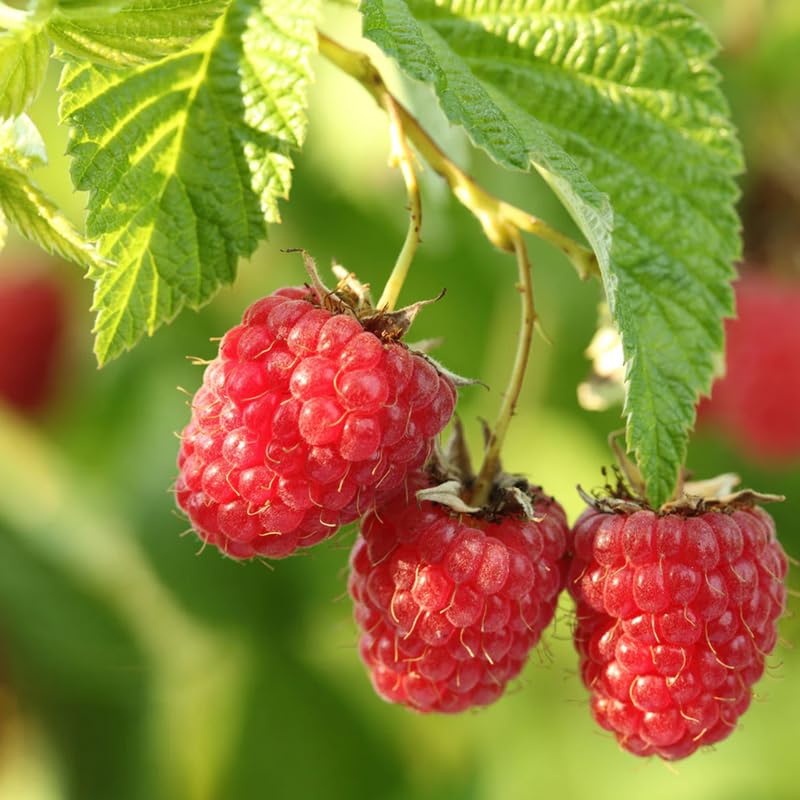 Find The Best Sweet Caroline Plant For Your Garden