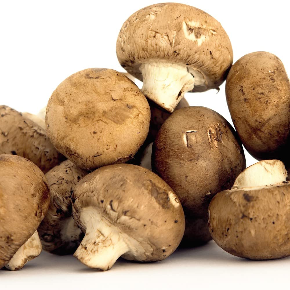 Festive Gift Windowsill Chestnut Mushroom Growing Kit Gift Easy for All to Grow Your Own Indoor Edible Fungi Includes Colonised Substrate Compost Tray and Lid 3-Litre Kit by Thompson & Morgan