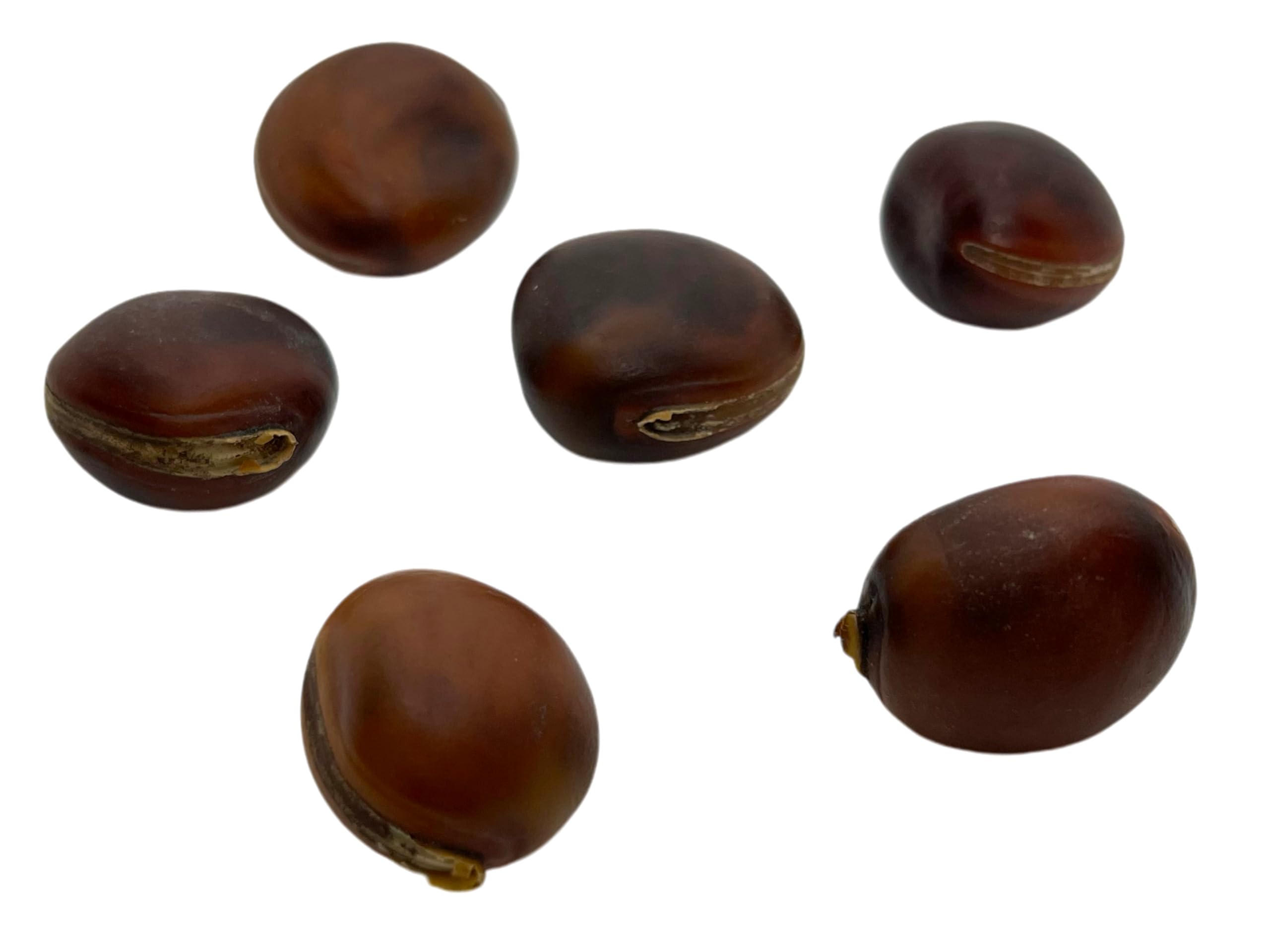 Semilla Ojo de Buey Brasileño Amuleto contra la Envidia, la Negatividad y el Mal de Ojo HOSTENATURA Olho de BOI - 1 Unidad - Precio por Unidad