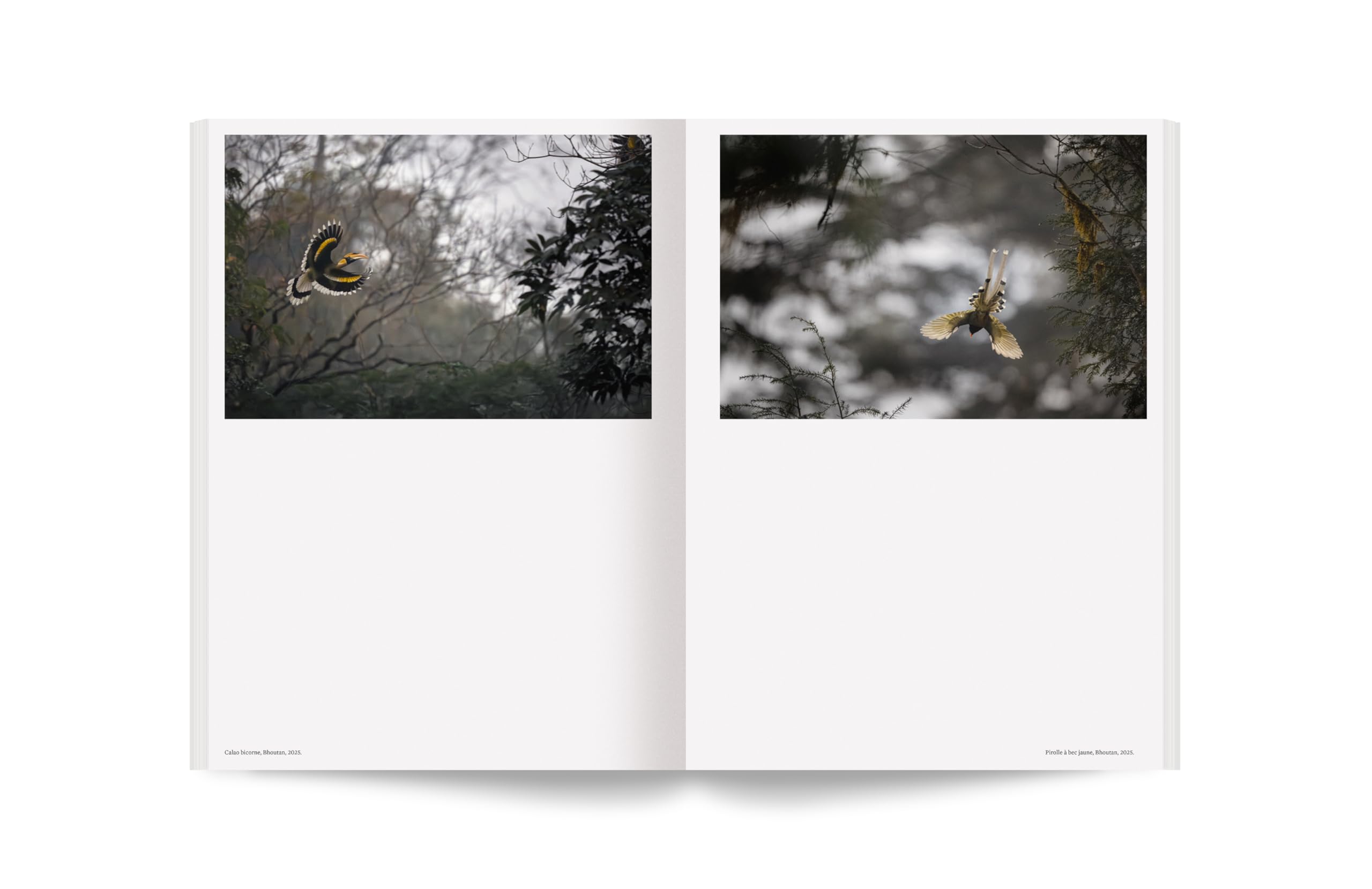 Album - 100 photos pour la liberté de la presse - N° 82 Vincent Munier (82): Forêts