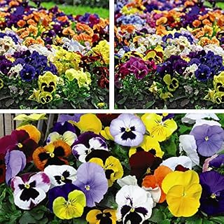 Pansy Summertime Garden Plant Hardy Perennial Flowering Garden Plants Easy to Grow Your Own 15x Garden Ready Plants by Thompson and Morgan