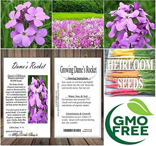 Miniatura 7 de Big Pack - Semillas de cohete de Dama (40,000 semillas) - Hesperis matronalis aka Queen's Gilliflower - Semillas de flores comestibles (paquete