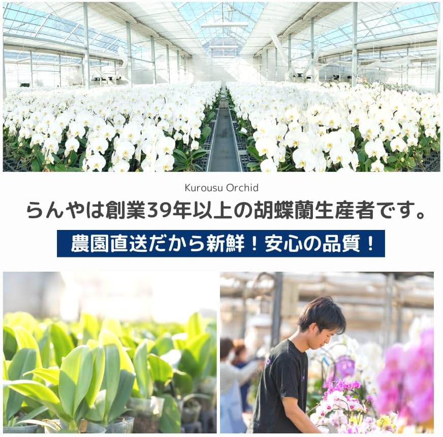 胡蝶蘭専門店らんや 生花【つぼみ多め商品】 中輪胡蝶蘭 あんず姫３本立ち 【配送停止】北海道、青森、岩手、長野、山梨【配送不可】沖縄 🍀