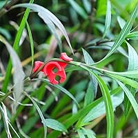 Vista 3 de LucyPhy 30 Pack Plant Bender Angle Adjustable Plant Training Clips Low Stress Training Clips 90 Degrees Plant Stem(Circle Style,Red)