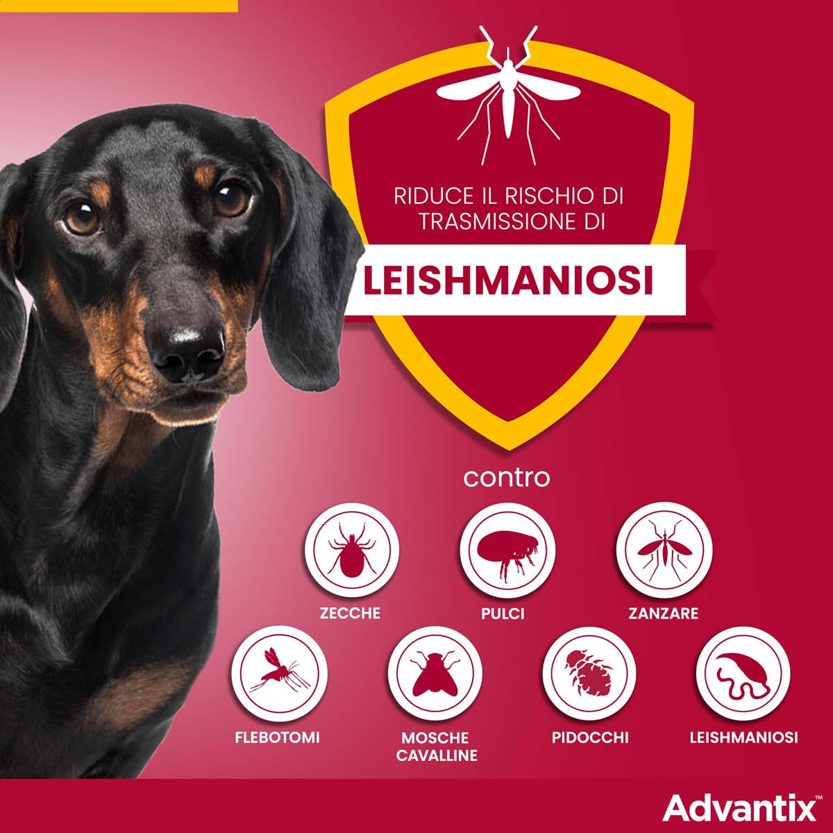 Advantix Petit Chien - 4 à 10 kg - 6 pipettes