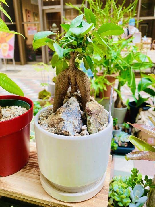 Amazon.co.jp: 観葉植物 石抱きガジュマル(陶器付き) : ホーム＆キッチン