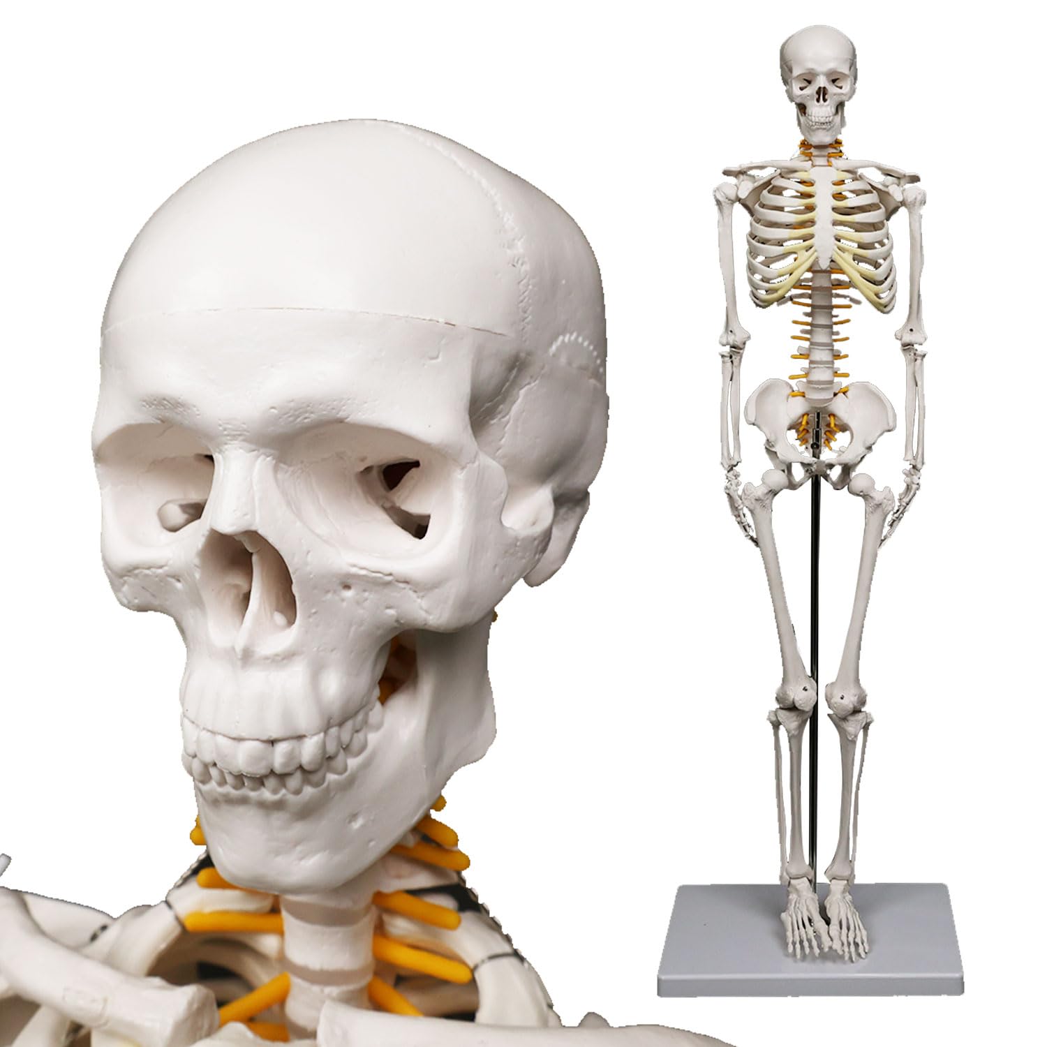 KIYOMARU リアルで再現性の高い1/2サイズの全身骨格模型 人体模型 骨