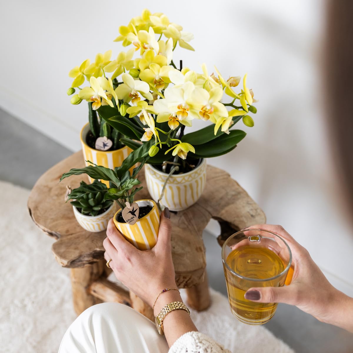 Ensemble d'orchidée mexicaine jaune et succulente dans un pot décoratif à rayures peintes – Taille du pot Ø 9 cm & Ø 6 cm – Plante d'intérieur – Fraîcheur de cultivateur