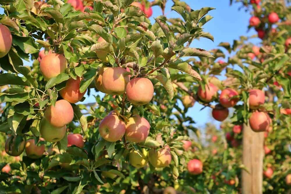 Apple plant for hot climate,Hybrid all seasons plant for apple (Plant height 2-3 Ft) Pack of 1 Live plant (B0DBLZRTHB) Amazon Price History, Amazon Price Tracker