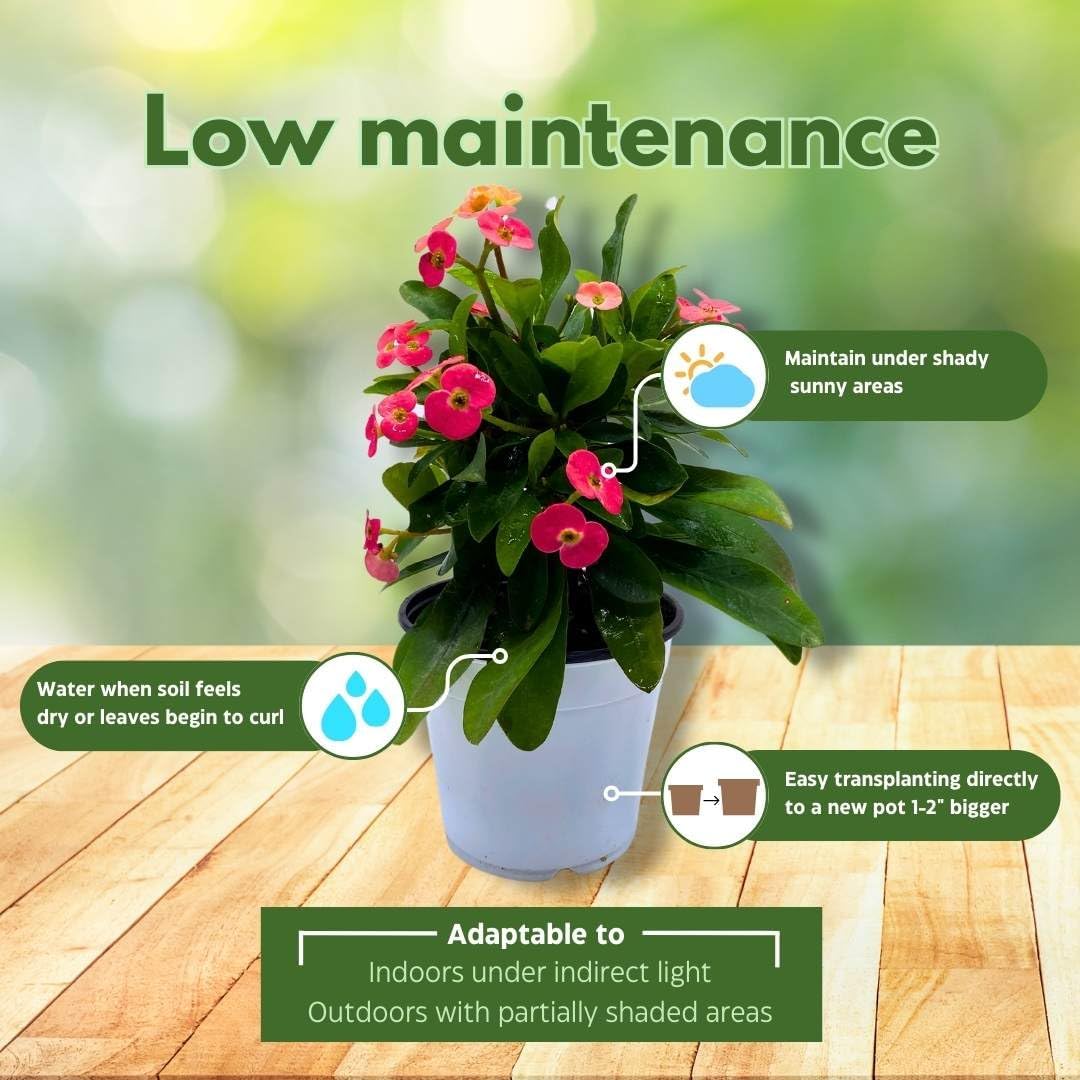 BubbleBlooms Crown of Thorns, Euphorbia milii Assortment, Set of 3 in 4 inch pots, Crown-of-Thorns Plant, Christ Thorn