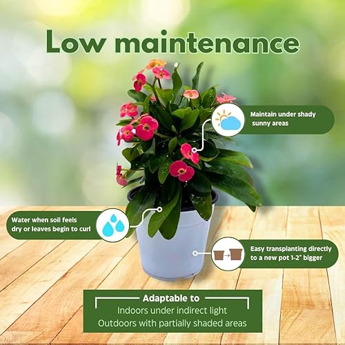 Miniatura 5 de BubbleBlooms Corona de espinas, surtido Euphorbia milii, juego de 3 en macetas de 4 pulgadas, planta de corona de espinas, espina de Cristo