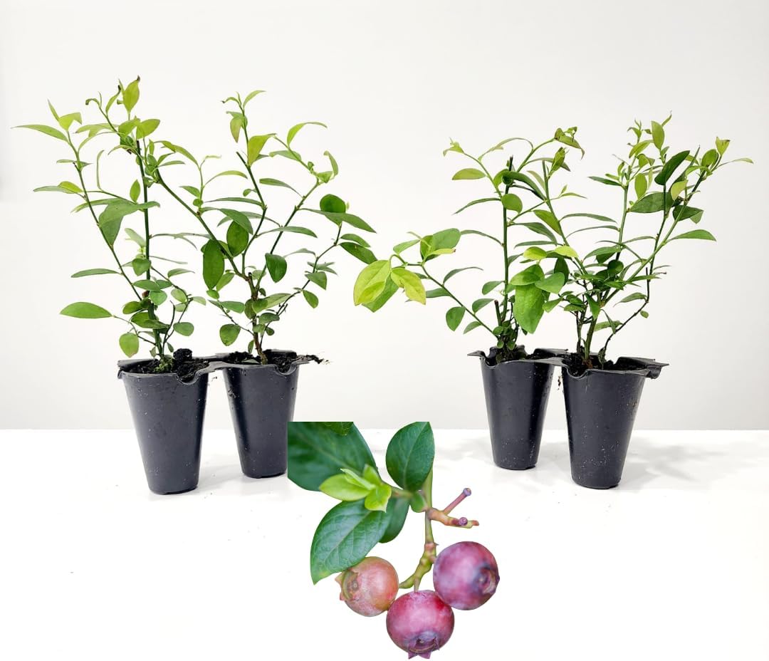 Pink Lemonade Blueberry (Pink Lemonade)