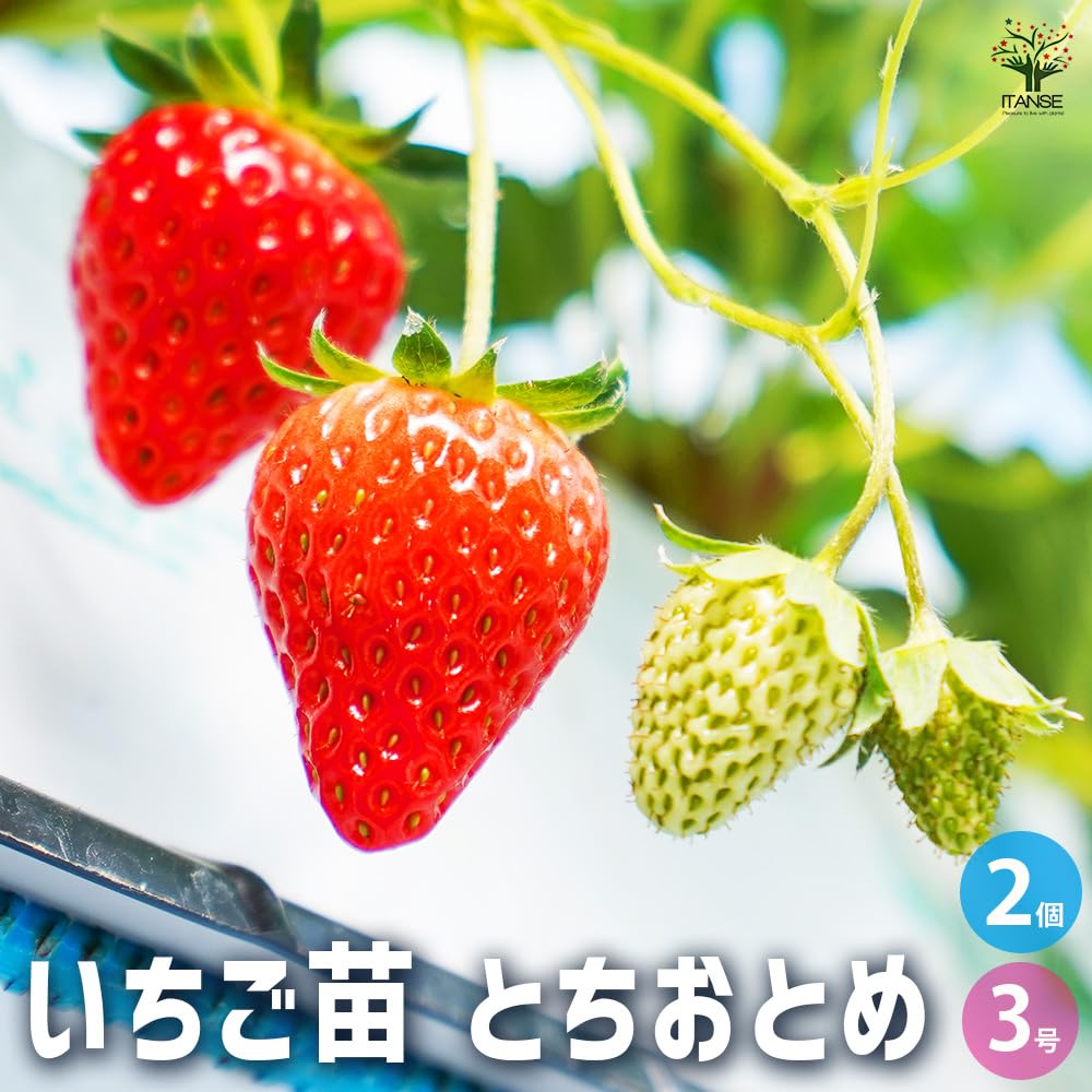 とちおとめ大粒いちご苗80株セット