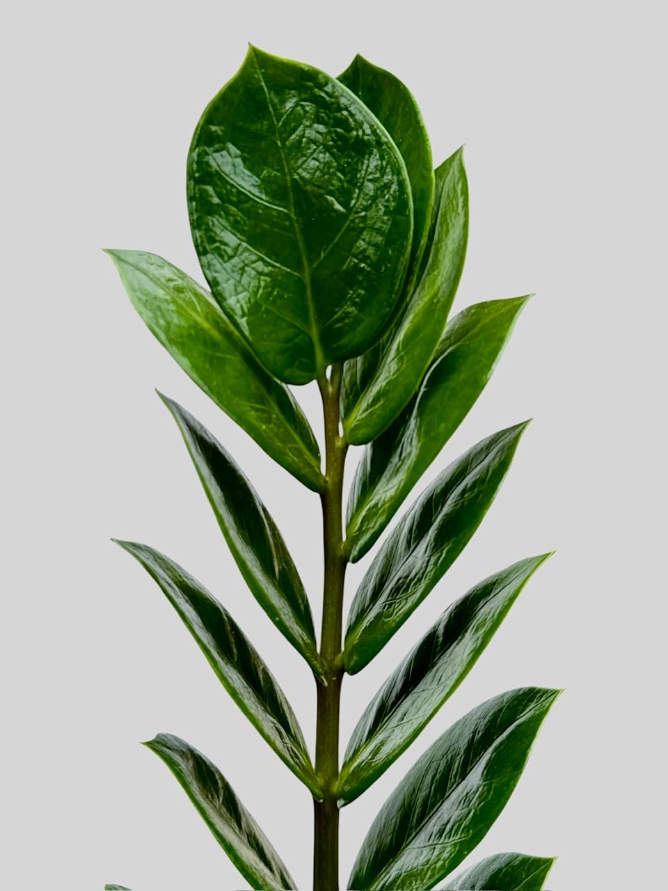 ZZ Plant in 6-inch Pot, Green Zamioculcas Zamiifolia, Indoor Air Purifying Plant for Home and Office Decor (1)