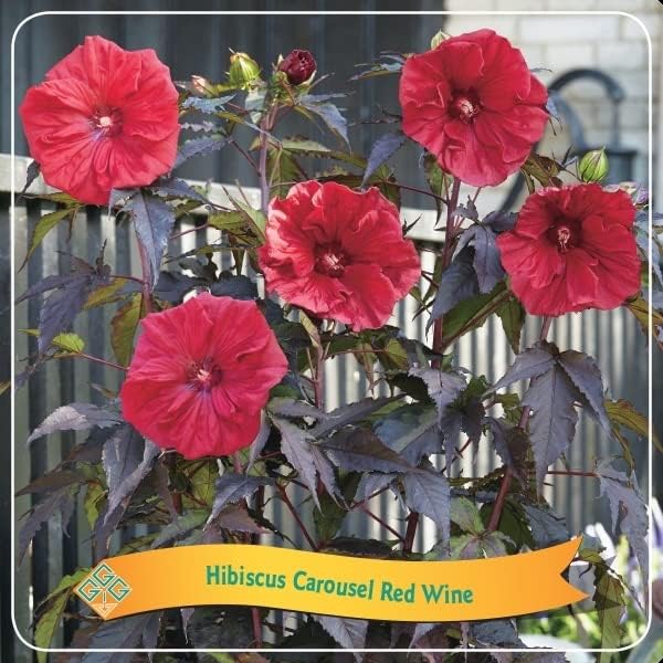 XXL Hibiscus moscheutos Carousel Red Wine Riesenhibiskus ...