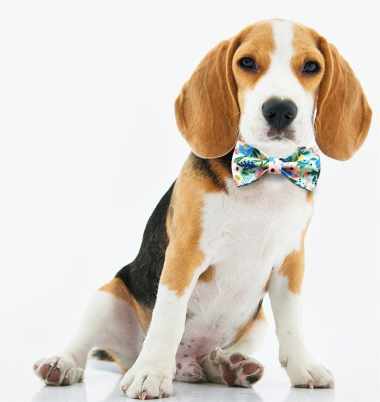 Correa Perro Correr Estampado de Correa Cuello Perro Mascota Ajustable Collar poliéster cómodo Suministros para Mascotas Antideslizantes Reforzada(42-48cm)