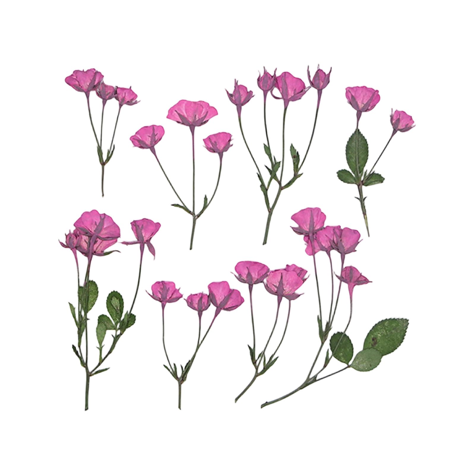 Whoasyst Of 36 Pressed Flower Branches Realistic Plant Specimens for Wedding Party and Home Decoration Home Deck Flower