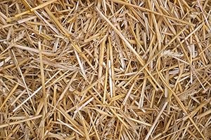 100% Natural Wheat Straw for Animal Bedding, Garden Mulch, Compost & Fertilizer, and Grass Cover