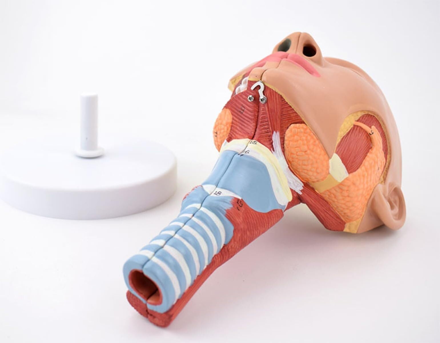 model anatomiczny, Model anatomiczny mięśnia nosowo-gardłowego