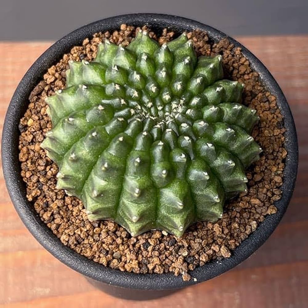 人気作家★キムホノ（金憲縞）★炭化ぐい呑み 人気作家☆キムホノ（金憲縞）☆炭化ぐい呑み