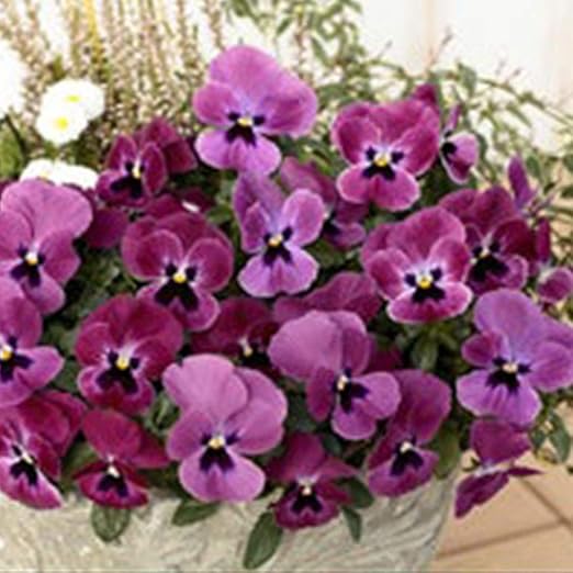 Amazon よく咲くスミレ ラズベリー ポット苗 3個セット パンジー ビオラ すみれ 苗 寄せ植え 花 Amazon よく咲くスミレ ラズベリー ポット苗 3個セット パンジー ビオラ すみれ 苗 寄せ植え 花