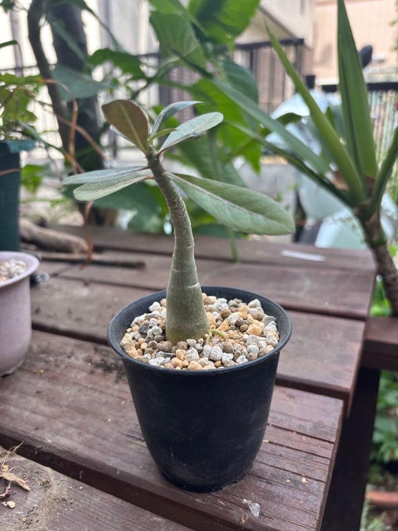 Amazon｜アデニウム ソマレンセ 抜き苗｜観葉植物 オンライン通販