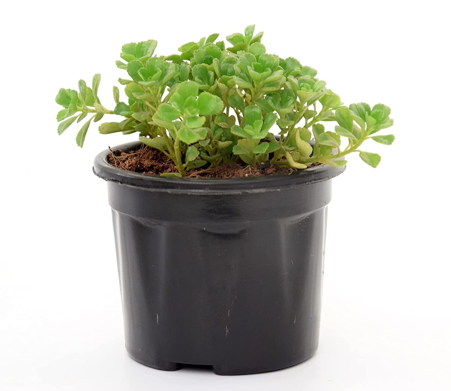 India Gardening Tangled Heart Pillow Plant Swedish Ivy Succulent Plant With pot (B0BTHZ843C) Amazon Price History, Amazon Price Tracker