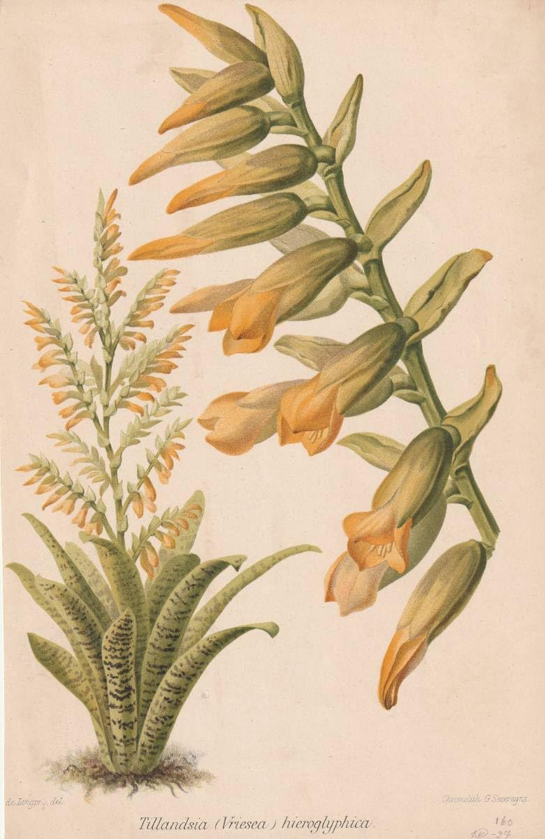 フランス ボタニカル画 石版画の額装品 １８９１年 Amazon.co.jp: フランスアンティーク 博物画 植物画『Tillandsia