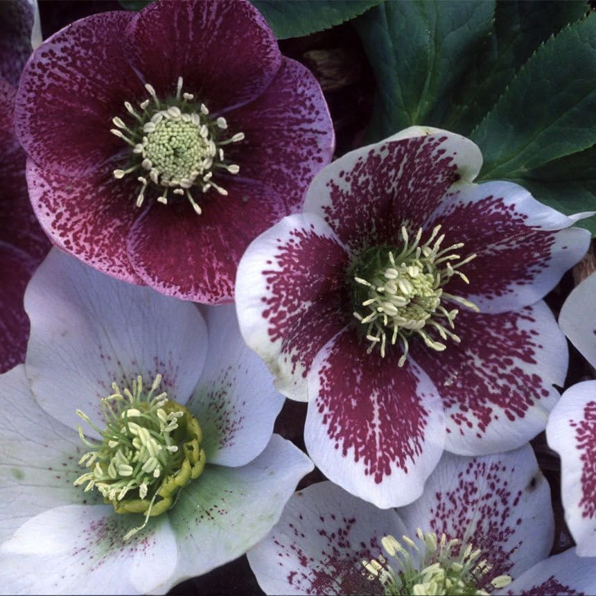 Plant World Seeds - Helleborus Orientalis 'Helen Ballard's' Seeds (Perennial Flower Seeds)