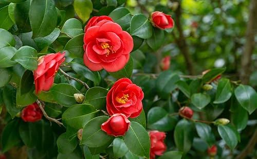 Japanes Camellia - Semillas de árbol para plantar (5 semillas) - Camellia Japonica - Impresionante árbol en flor