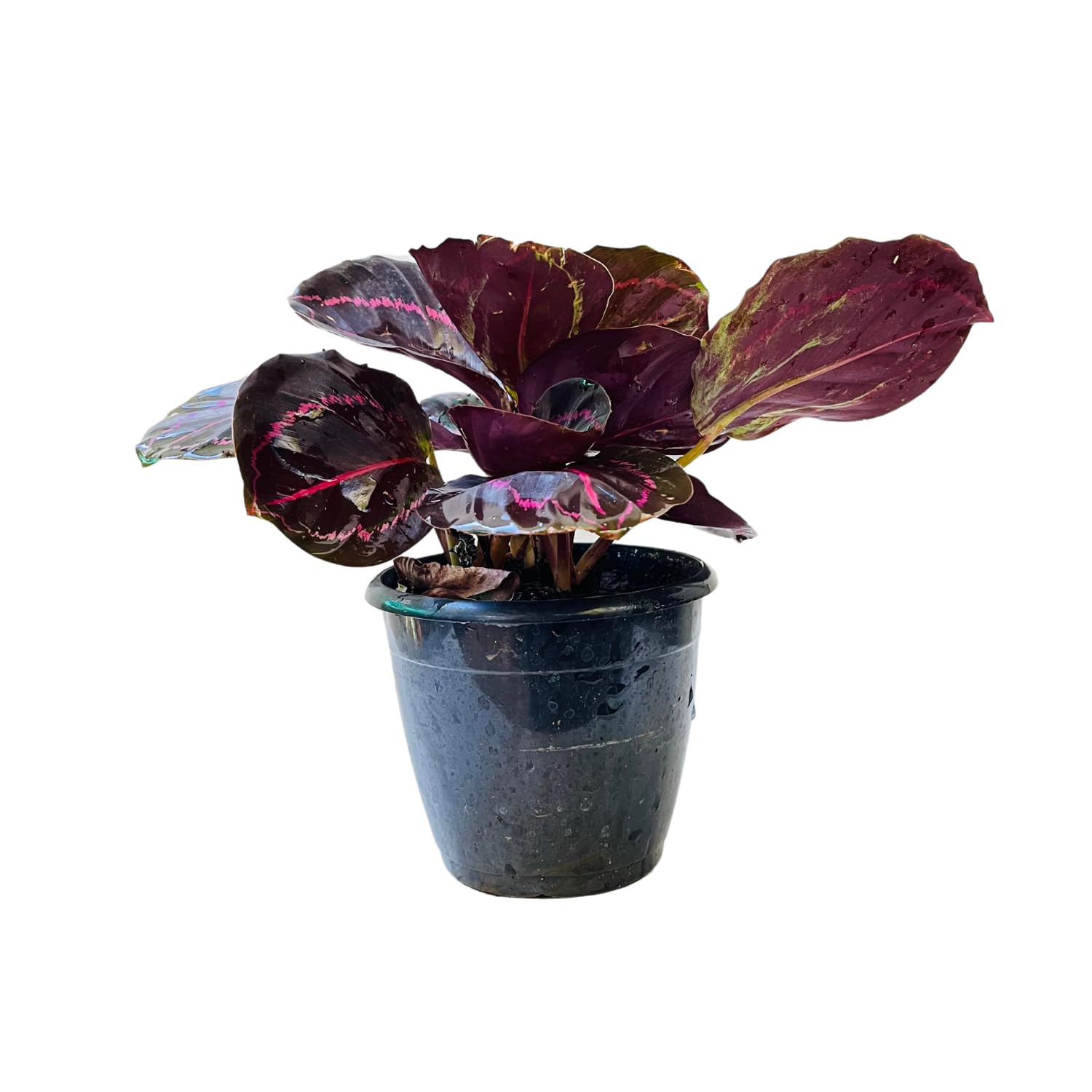 Hug A Plant | Calathea Roseopicta ‘Dottie’ - Live Plant (Home & Garden)-image-27