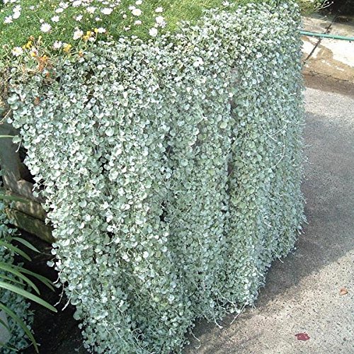 10pcs Dichondra micrantha Stdtische Seed Hngepflanzen : Amazon.de: Garten