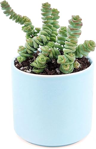 Miniatura 3 de Crassula - Collar de bebé con gusano suculenta suculentas únicas y saludables para decoración del hogar y la oficina maceta moderna blanca de 4