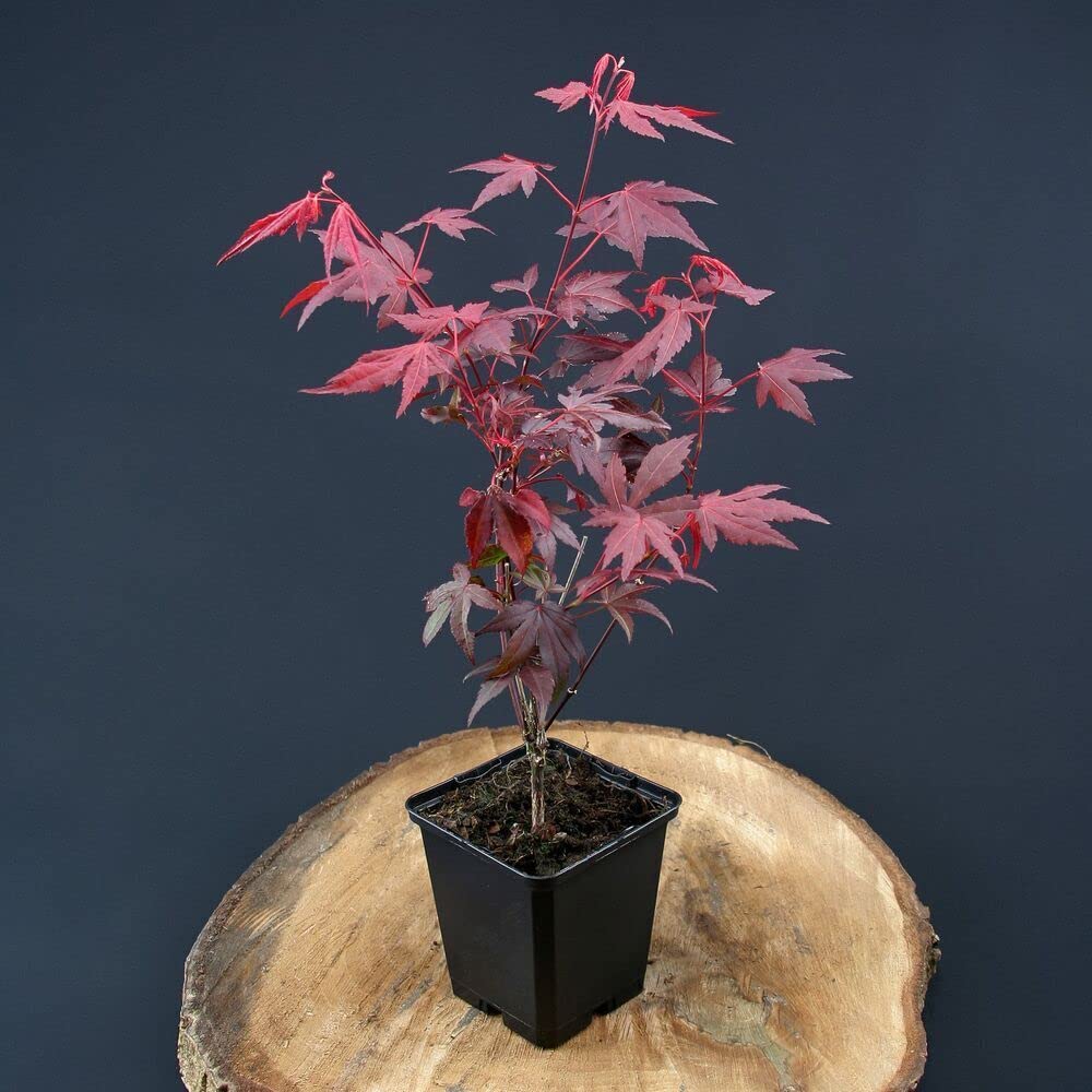 Acero rosso giapponese "Acero palmatum Fireglow" FG1 pianta innestata in vaso 2 litri Vivaio di Castelletto