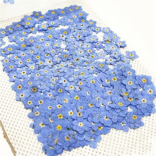 100 piezas flores mini secas prensadas azul para arte DIY miniatura 2