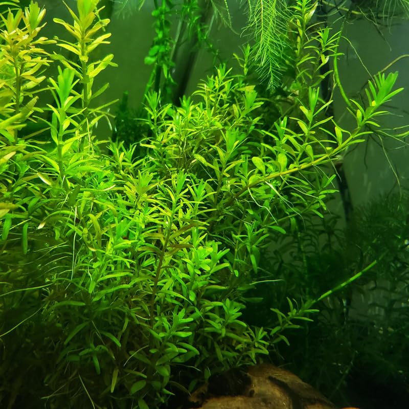 Aquarium live floating plants hornwort Pack of 5 (B0CRPD7CHC) Amazon Price History, Amazon Price Tracker