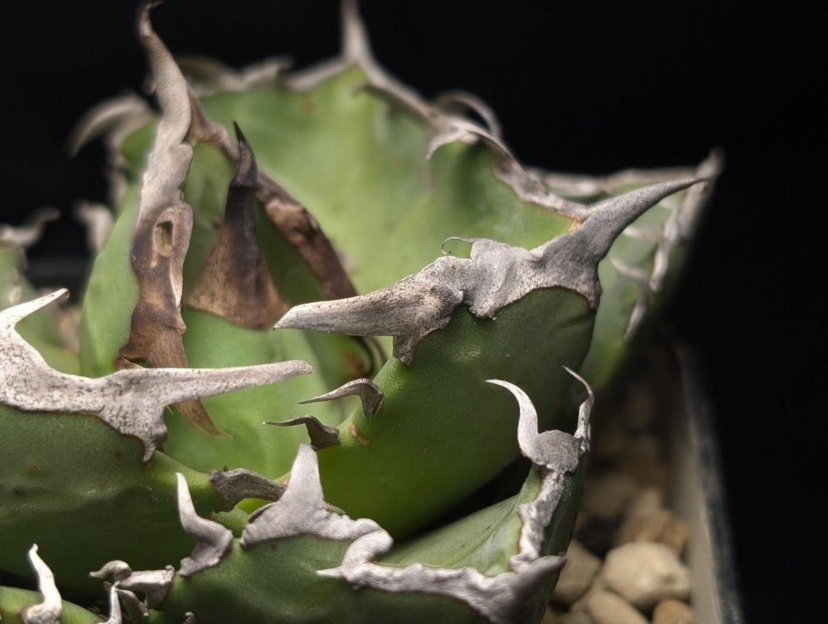 Amazon.co.jp: アガベ チタノタ 