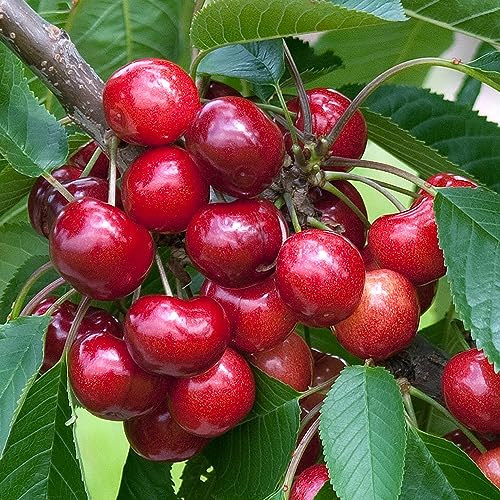 Cherry Stella Tree | Patio Fruit Tree | Plants Outdoor Garden Ready | Grow Your Own Fresh Fruit | Garden Plant in 7.5L Pot 4-5ft Height