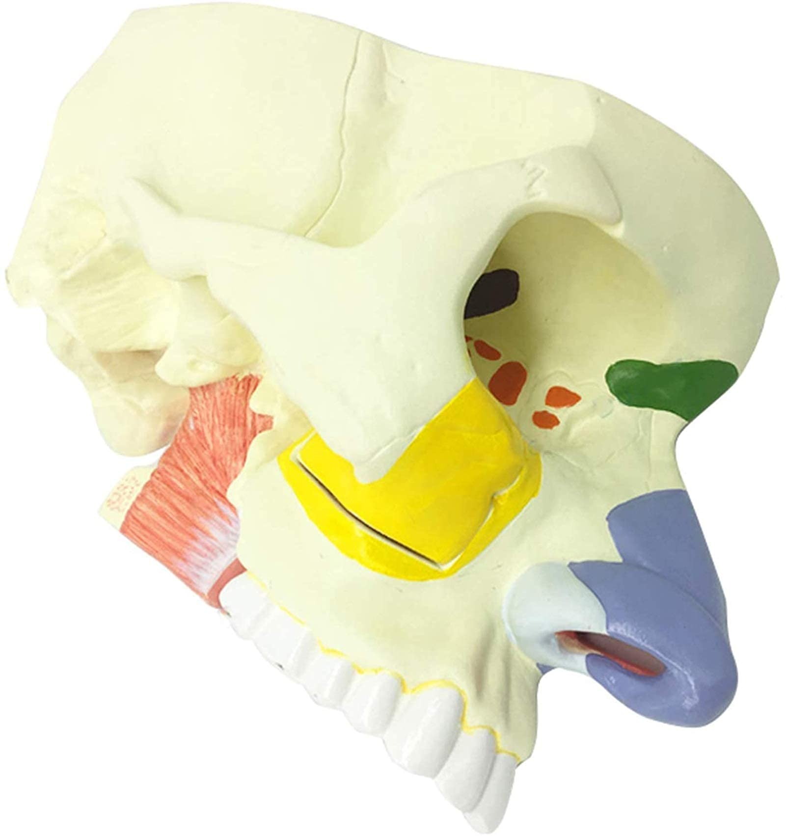 GTHTUHFD Skeleton Model Body Model Anatomy Nasal Cavity Model - Human Organ Nasal Cavity Organ Model - Pvc Material Nose And Sinus Model Ent Model - Human Teaching Nasal Cavi