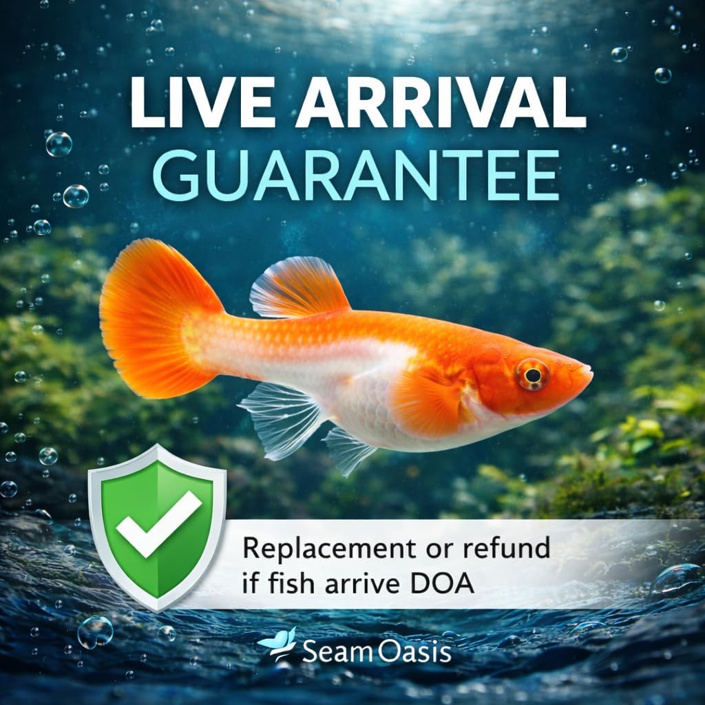4+ Count Premium Albino Koi Red Ear Guppy Fish – Colorful Live Freshwater Guppies for Aquariums, Community Tanks & Planted Tanks – 3–4 Inch Tropical Fish
