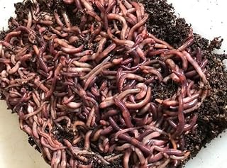 Surmen Legacy 1000 Count Live Red Wiggler Composting Worms for Garden Soil or Fishing or Feed