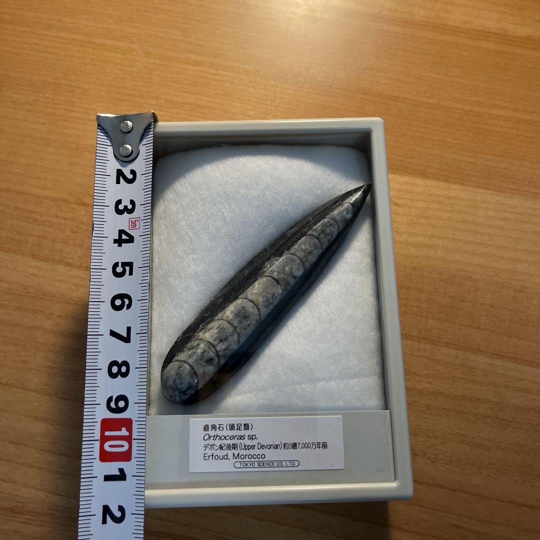 ※大型　マレーコ−カサス　♂野外標本 美麗 大型 マレーコ―カサス♂野外標本 マレーコーカサス No.1