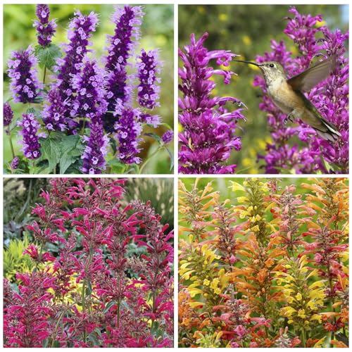 50+ Perennial Arizona Sandstone Hummingbird Mint Flower Seeds for Planting Outdoor- Rare Agastache Seeds Garden Home Plant Non-GMO