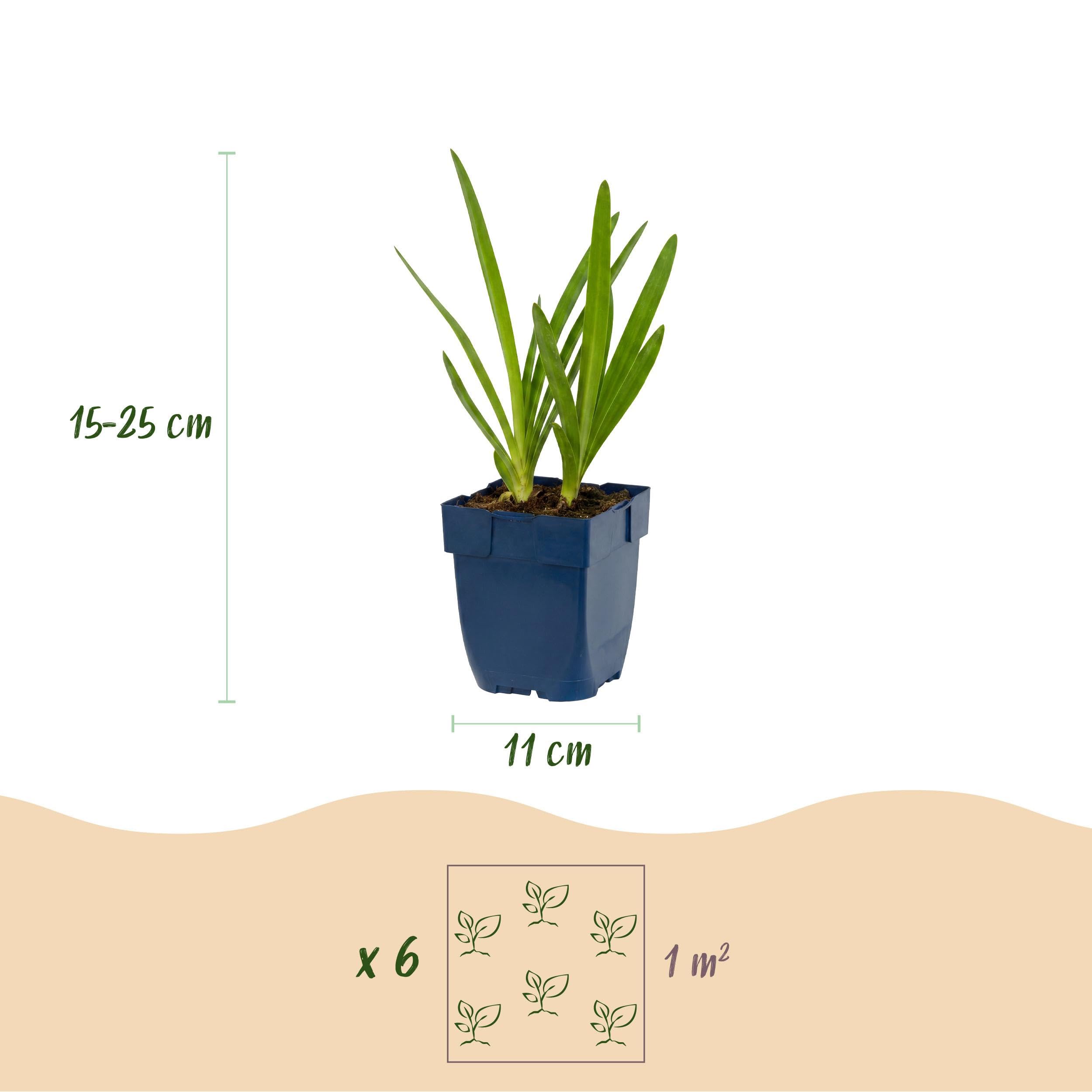 Agapanthus africanus – lilia afrykańska – rośliny przyciągające pszczoły i motyle – niebieskie – 6 sztuk - 15-25cm - Ø11cm - Roślina ogrodowa